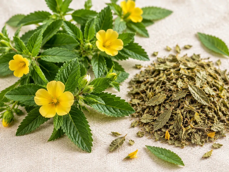 Fresh damiana leaves with small yellow flowers beside dried leaf